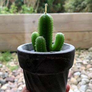 Cactus Candle